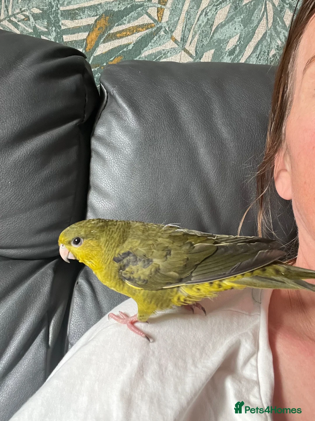 Budgerigars birds for sale: Linnies not budgies  hand reared  - Advert 1