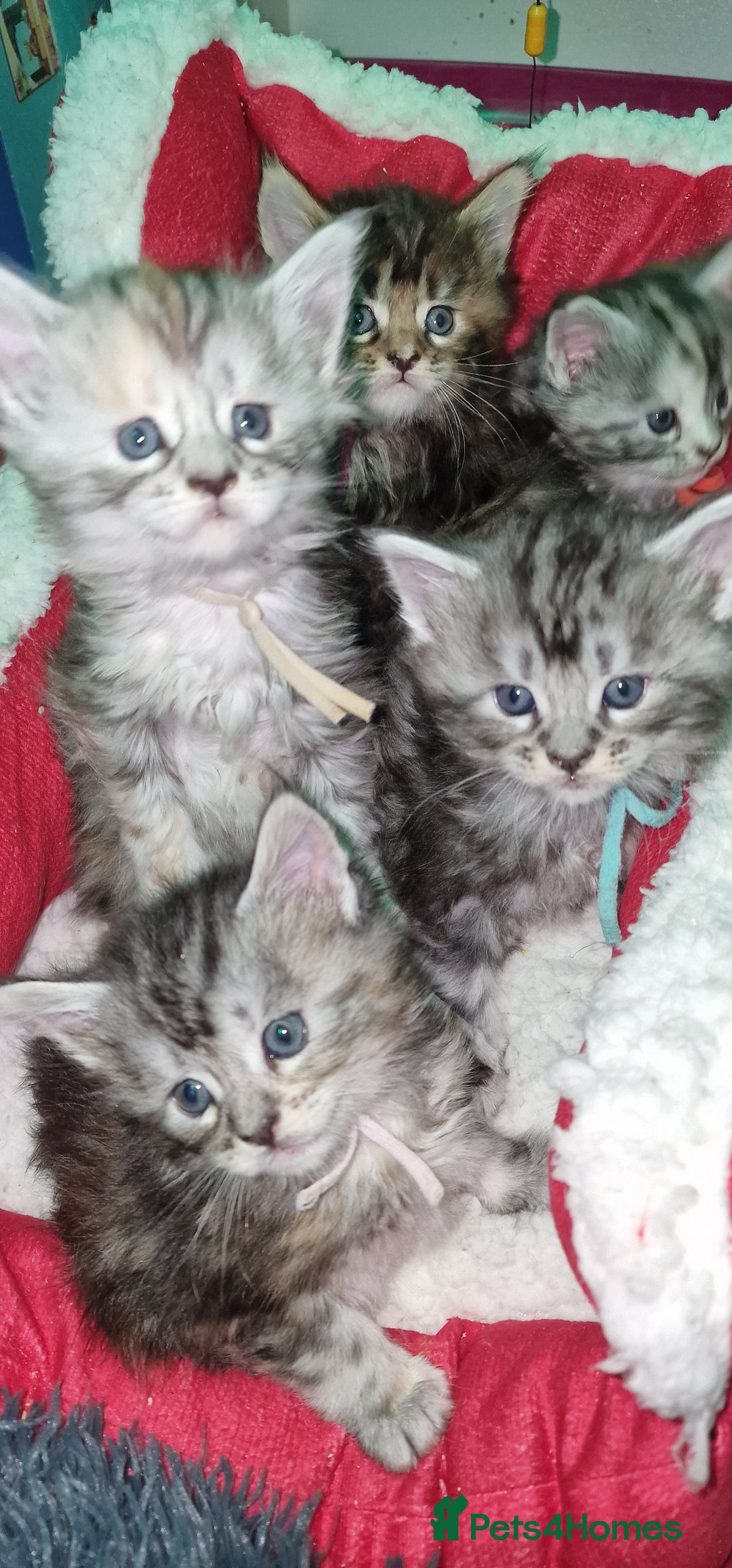 Maine Coon cats for sale: Pure Maine Coon Kittens - Advert 10