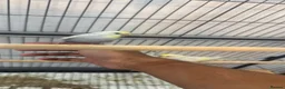 Budgerigars birds for sale: Hand tamed rainbow clearwing budgies  - Advert 7