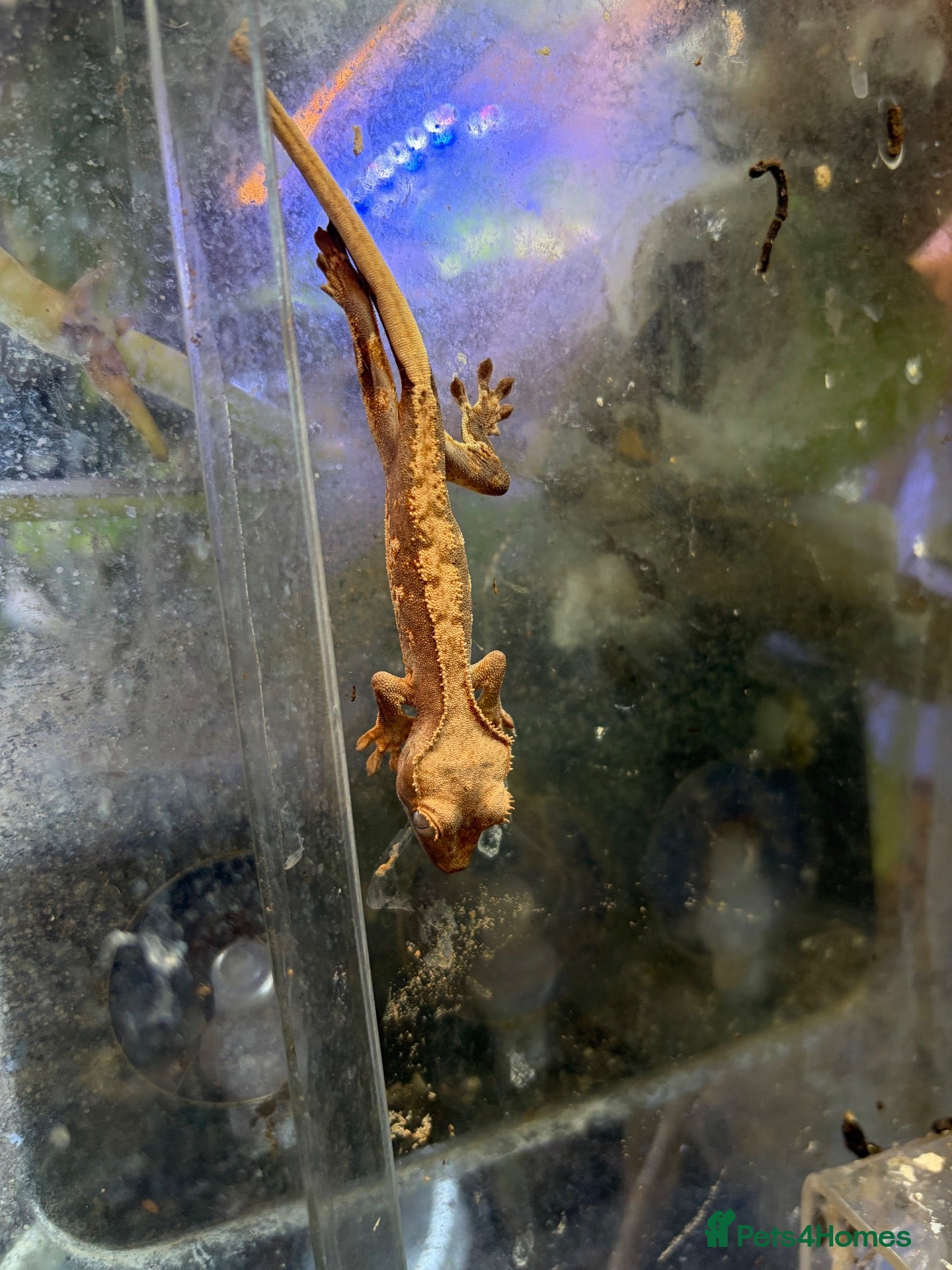 Gecko reptiles Baby crestie gekos  - Advert 2