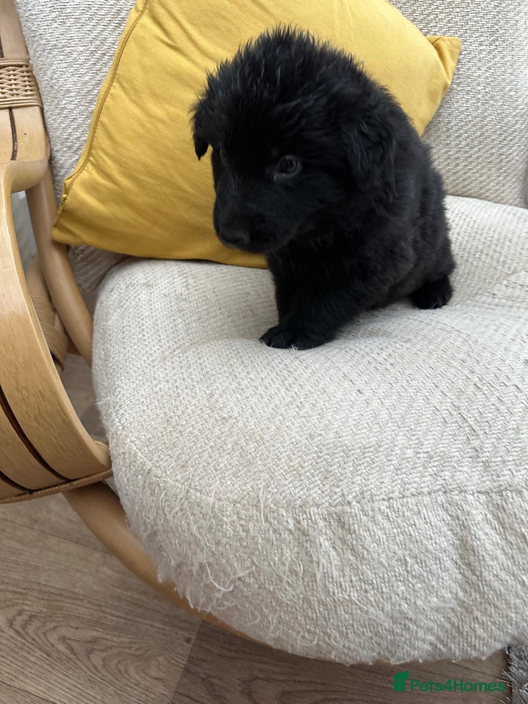 German Shepherd dogs for sale: GSD puppies - Advert 18