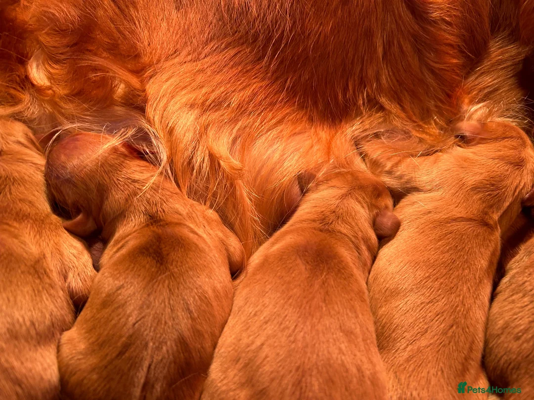 Golden Retriever dogs for sale: 🐾💛 Golden retriever puppies available 💛🐾 - Advert 10