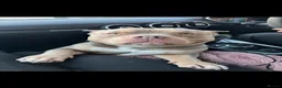 American Bully dogs for stud: 🐾 BUGZY THE AMERICAN BULLY STUD🐾 - Advert 14