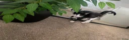 Mixed Breed cats for sale: Black white girl kitten last one available  - Advert 5