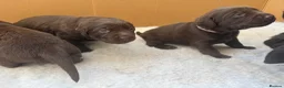 Labrador Retriever dogs for sale: Beautiful Chocolate Labrador Puppies - 09/03/2026 - Advert 27