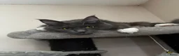 Maine Coon cats for sale: Fully active Maine coon queen  - Advert 1