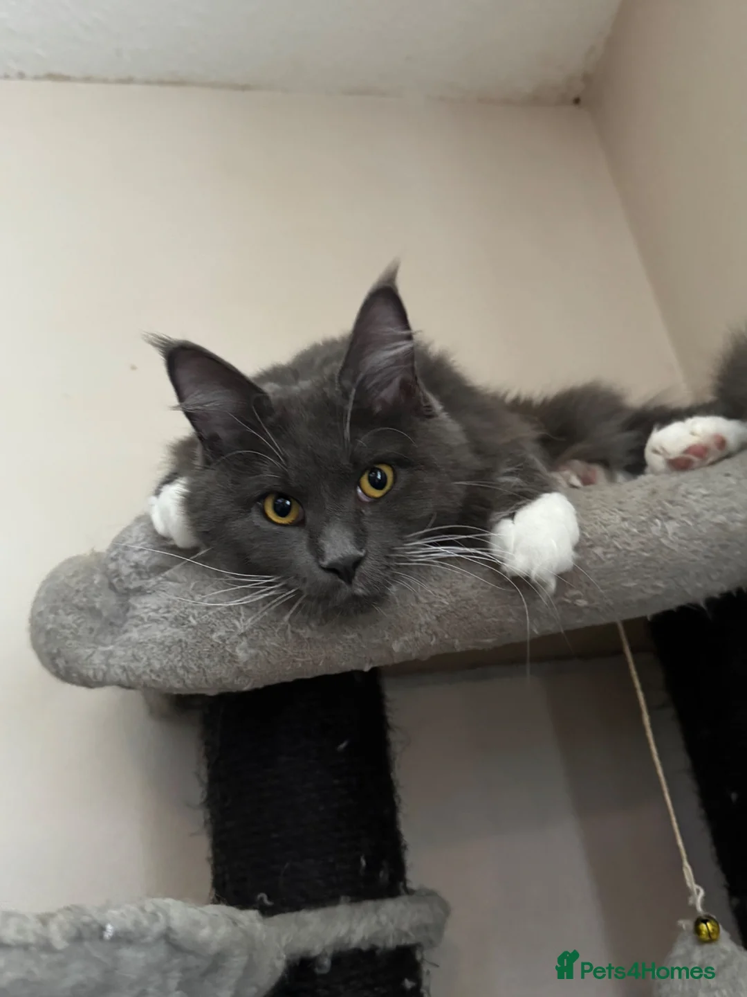 Maine Coon cats for sale: Fully active Maine coon queen  - Advert 1