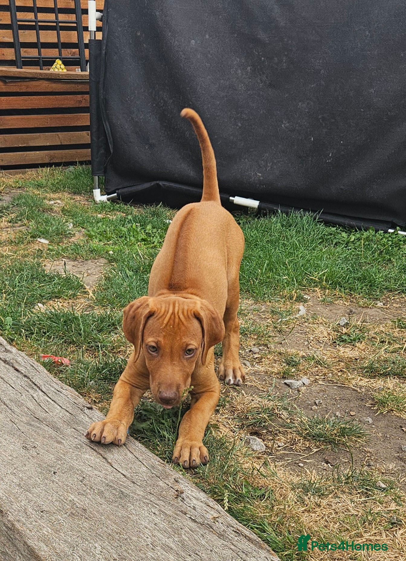Rhodesian Ridgeback dogs Last  beautiful pup ready for her forever home 🏡  - Advert 2
