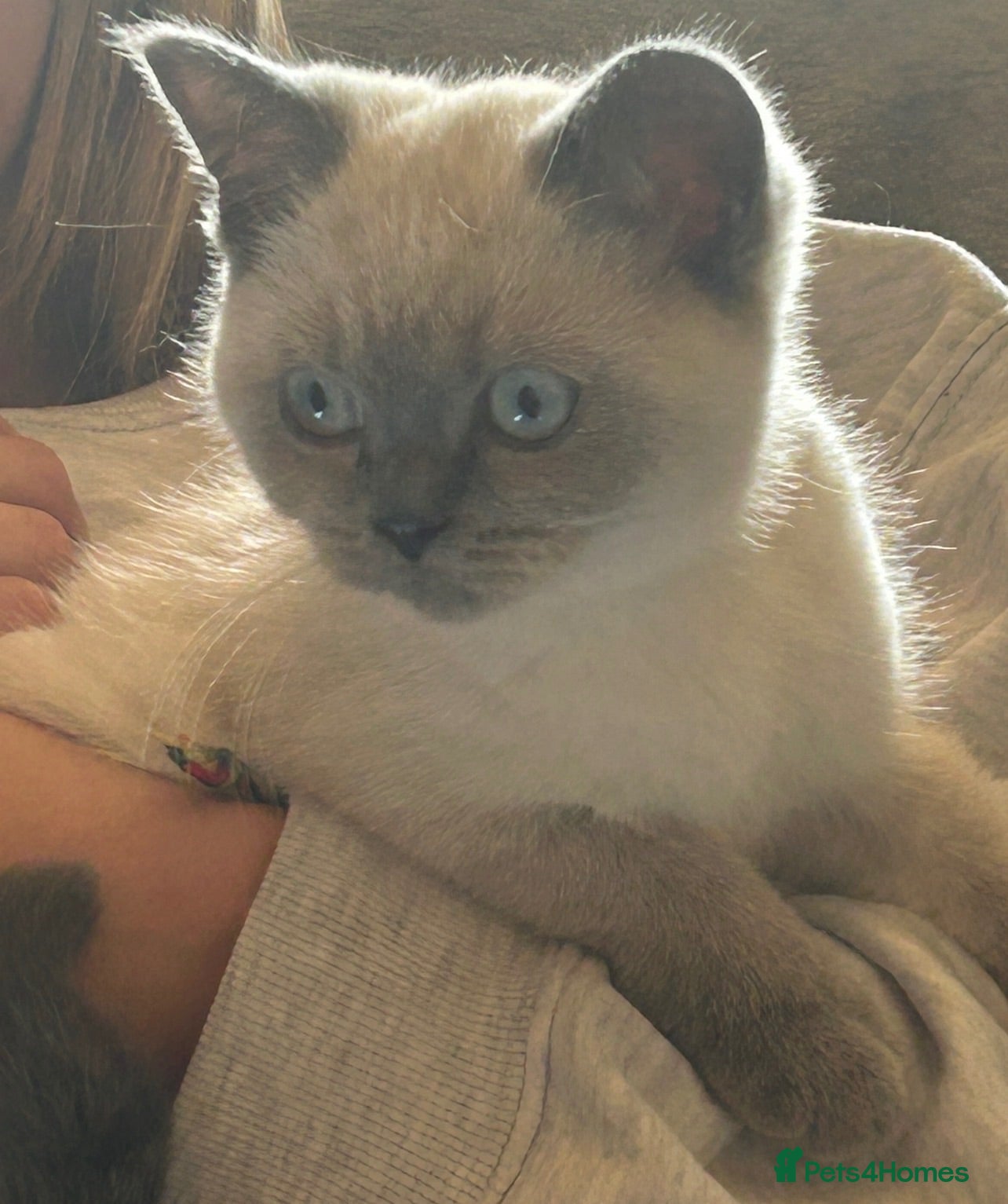British Shorthair cats 3 beautiful brothers ready for there loving home  - Advert 2