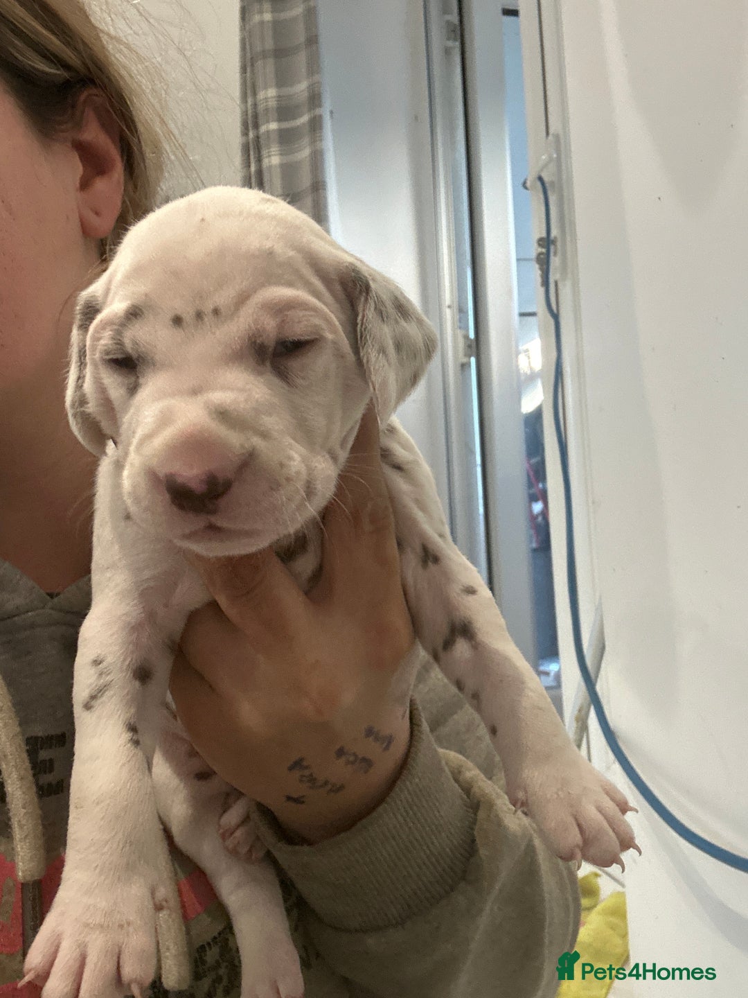 Dalmatian dogs for sale: 🐾2 left🐾 top pedigree pups - Advert 10