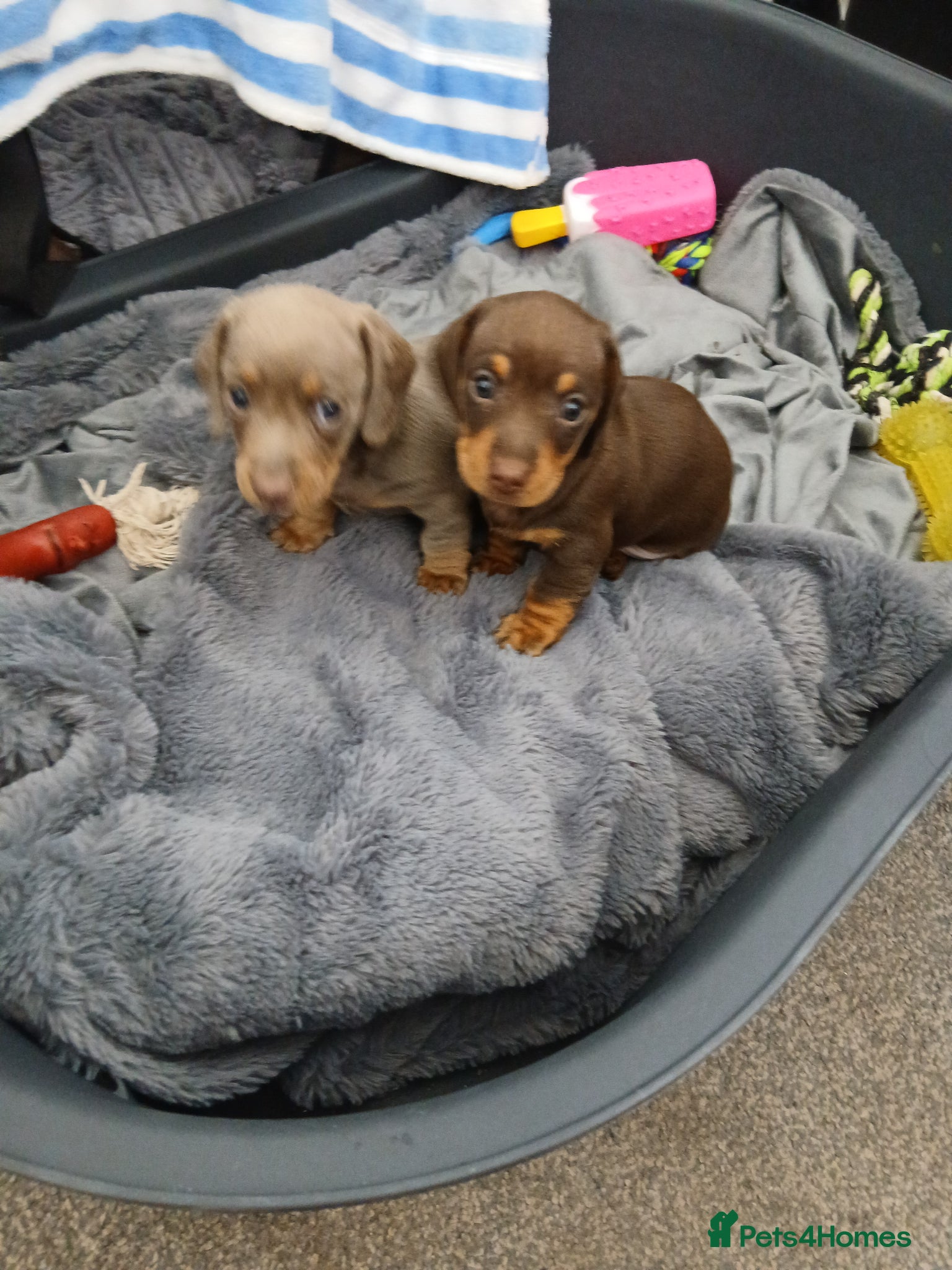 Miniature Dachshund dogs 2 beautiful boy miniature  dachunds  - Advert 2