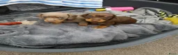 Miniature Dachshund dogs for sale: 2 beautiful boy miniature  dachunds  - Advert 1