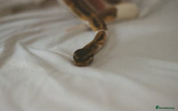Python Snake reptiles for sale: Piebald Ball Python  - Image 2