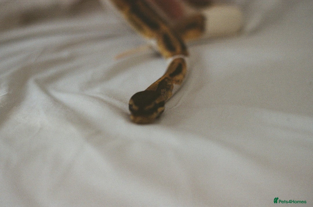 Python Snake reptiles for sale: Piebald Ball Python  - Image 2