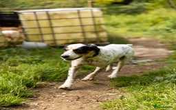 English Setter dogs for adoption: Bimba - Image 3