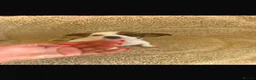 Jack Russell dogs for sale: Jack Russell’s - Advert 11