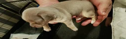 Chihuahua dogs for sale: For sale 2 male chihuahua puppys - Advert 3