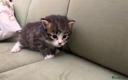 Siberian cats for sale: 4 Beautiful Siberian Cross Kitties 💗 - Advert 16