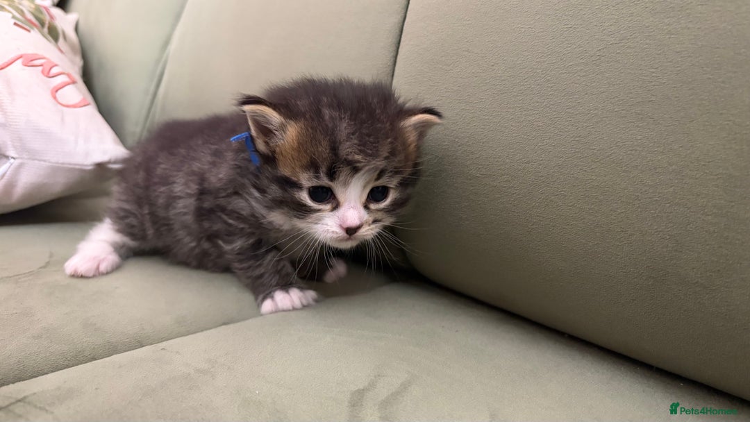 Siberian cats for sale: 4 Beautiful Siberian Cross Kitties 💗 - Advert 16