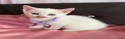 Mixed Breed cats for sale: 5 KITTENS LOOKING FOR THEIR FOREVER HOMES 🐾 - Advert 8