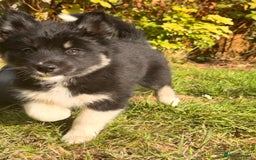 Pomsky dogs for sale: 1 girl 1 boy❗️fully vaccinated - READY 🏡  - Image 8