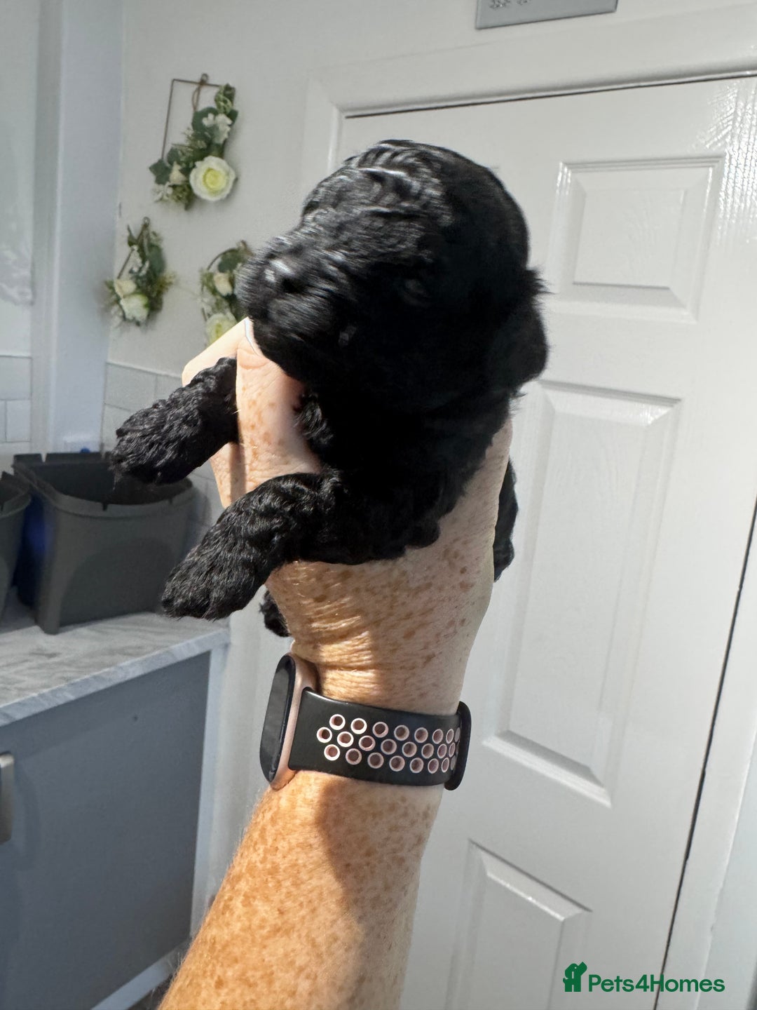 Yorkiepoo dogs for sale: 5 beautiful yorkiepoo baby’s  - Image 3
