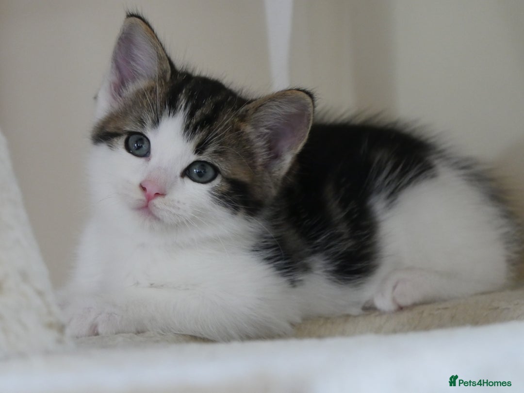 Mixed Breed cats for sale: Mix Ragdoll /Domestic cat  - Image 13