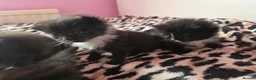 Perdoll cats for sale: Kittens  - Advert 4