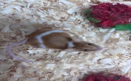Mouse rodents for sale: Pet fancy mice waiting list 2 litters due  - Image 3