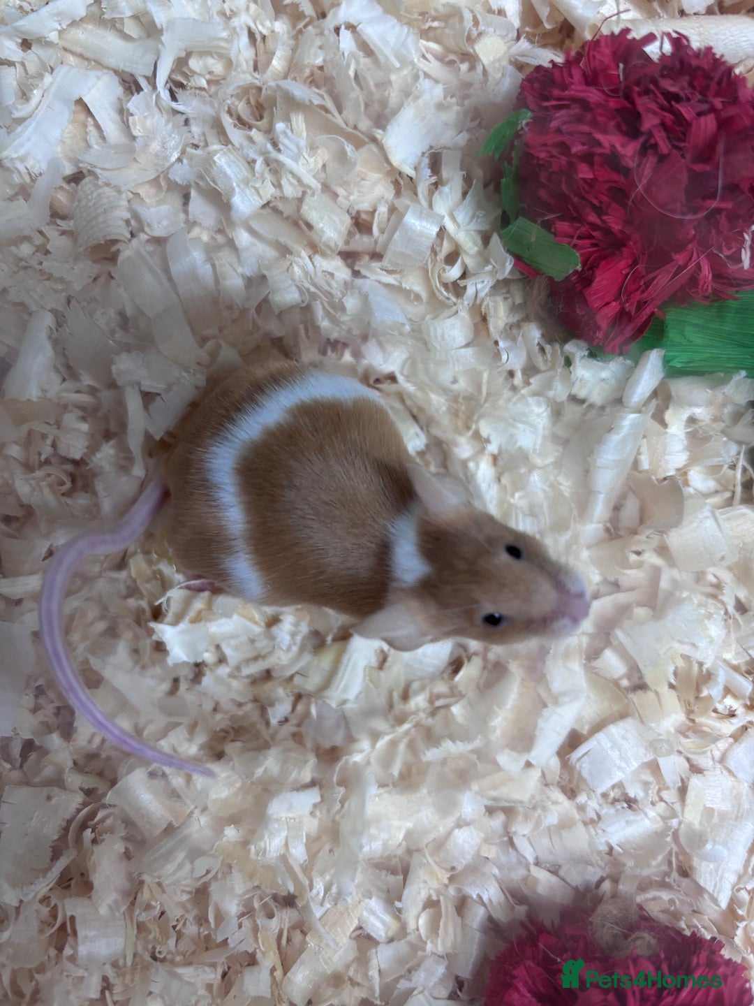 Mouse rodents for sale: Pet fancy mice waiting list 2 litters due  - Image 3