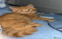 British Longhair cats for sale: Stunning fluffy ginger boy  - Image 1