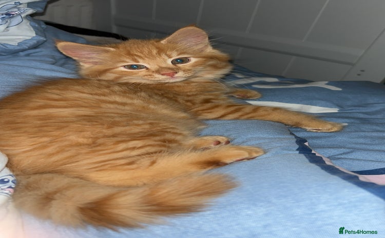 British Longhair cats - Advert 3