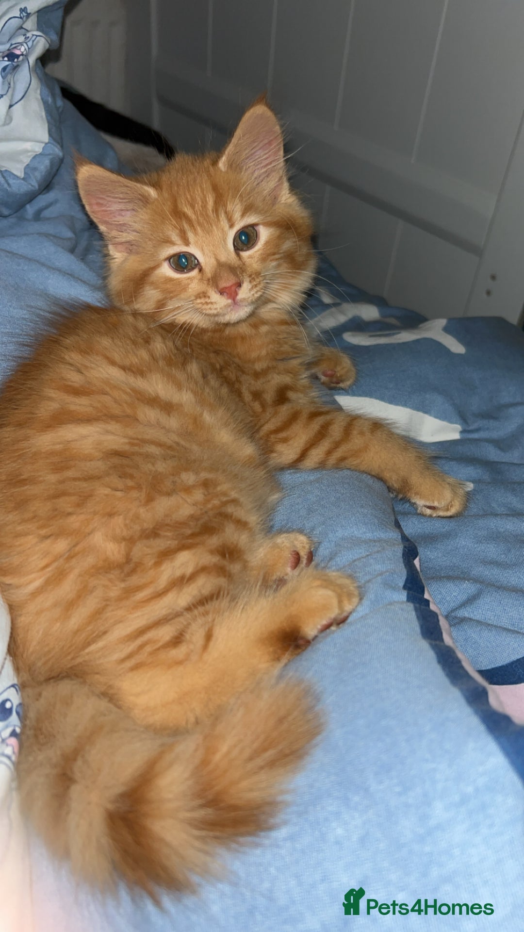British Longhair cats for sale: Stunning fluffy ginger boy  - Image 1