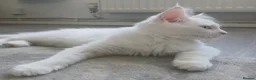 Mixed Breed cats for sale: Unique fluffy kitten for sale 😍  in Ipswich - Advert 3