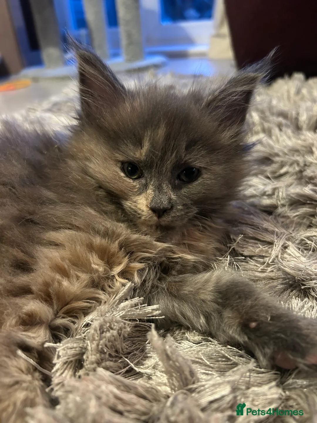 Maine Coon cats for sale: Blue Cream Tortie girl READY NOW - Advert 12