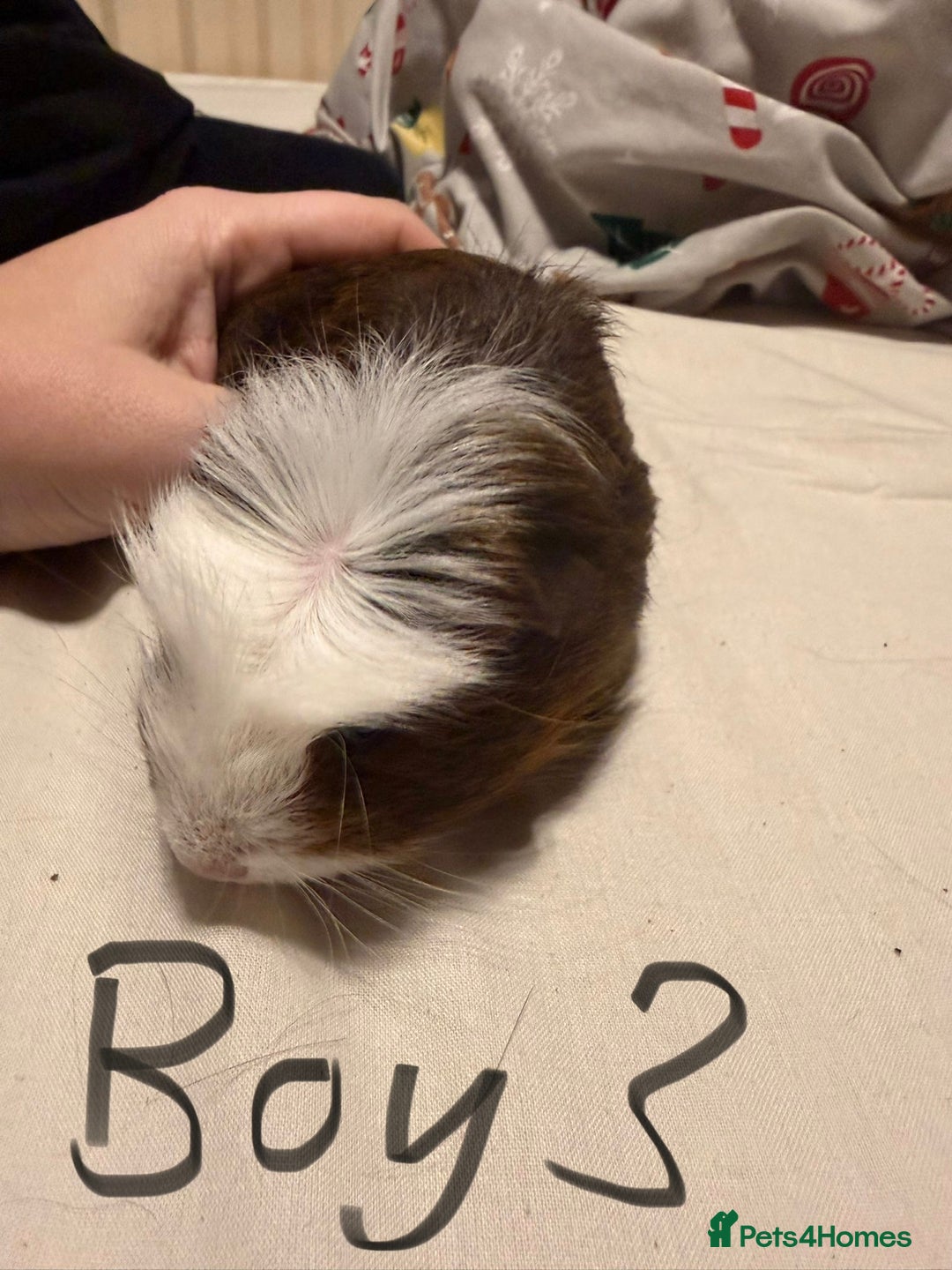 Guinea Pig rodents for sale: Guinea Pigs for sale - Advert 7