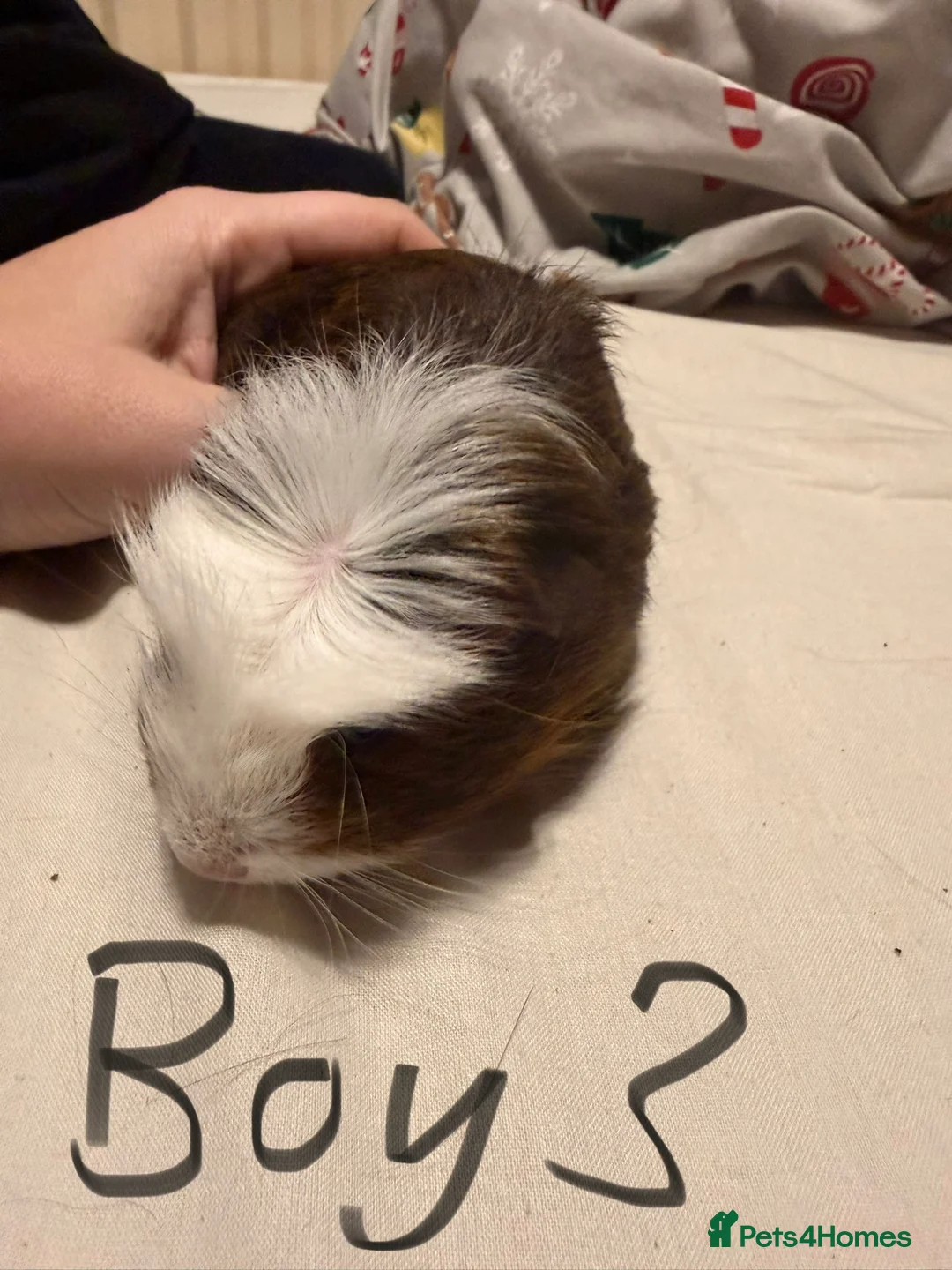 Guinea Pig rodents for sale: Guinea Pigs for sale - Advert 7