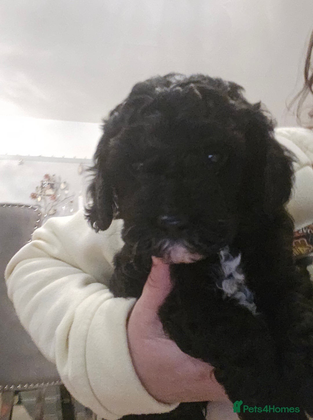 Cavapoo dogs for sale: Teddy bear cavapoo  - Advert 12