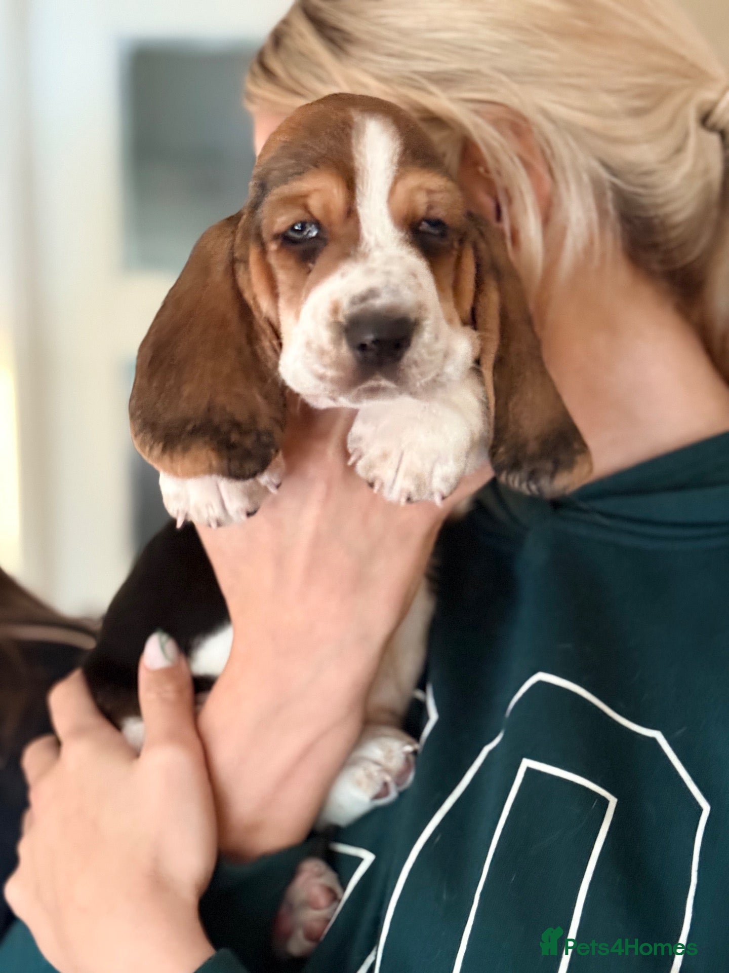 Basset Hound dogs Basset Hound Puppies - Advert 6
