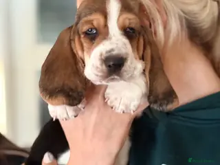 Basset Hound dogs Basset Hound Puppies - Advert 6