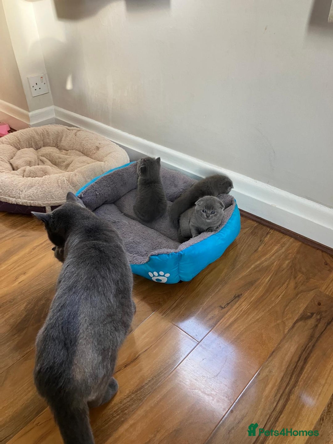 Scottish Fold cats for sale: Waiting for a Warm Heart:Scottish Fold for Sale - Image 7