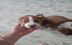 American Bull Staffy dogs for sale: Exceptional  - Image 2
