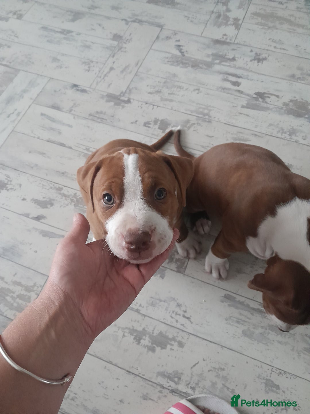 American Bull Staffy dogs for sale: Exceptional  - Image 2