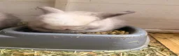 Mini Lop rabbits for sale: Stunning mini lops  - Advert 3