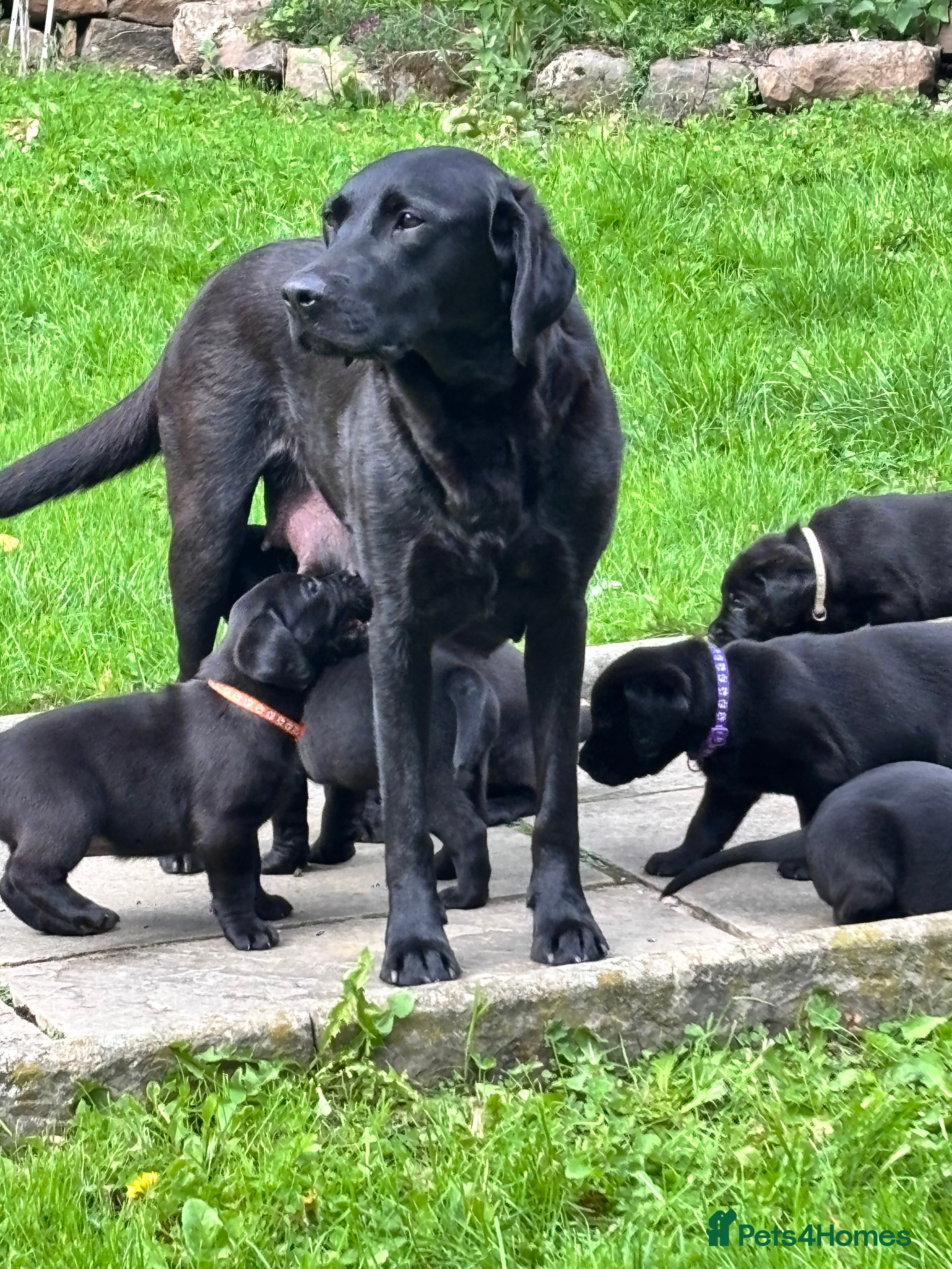 Labrador Retriever dogs Quality Black Labrador Girls - Advert 2