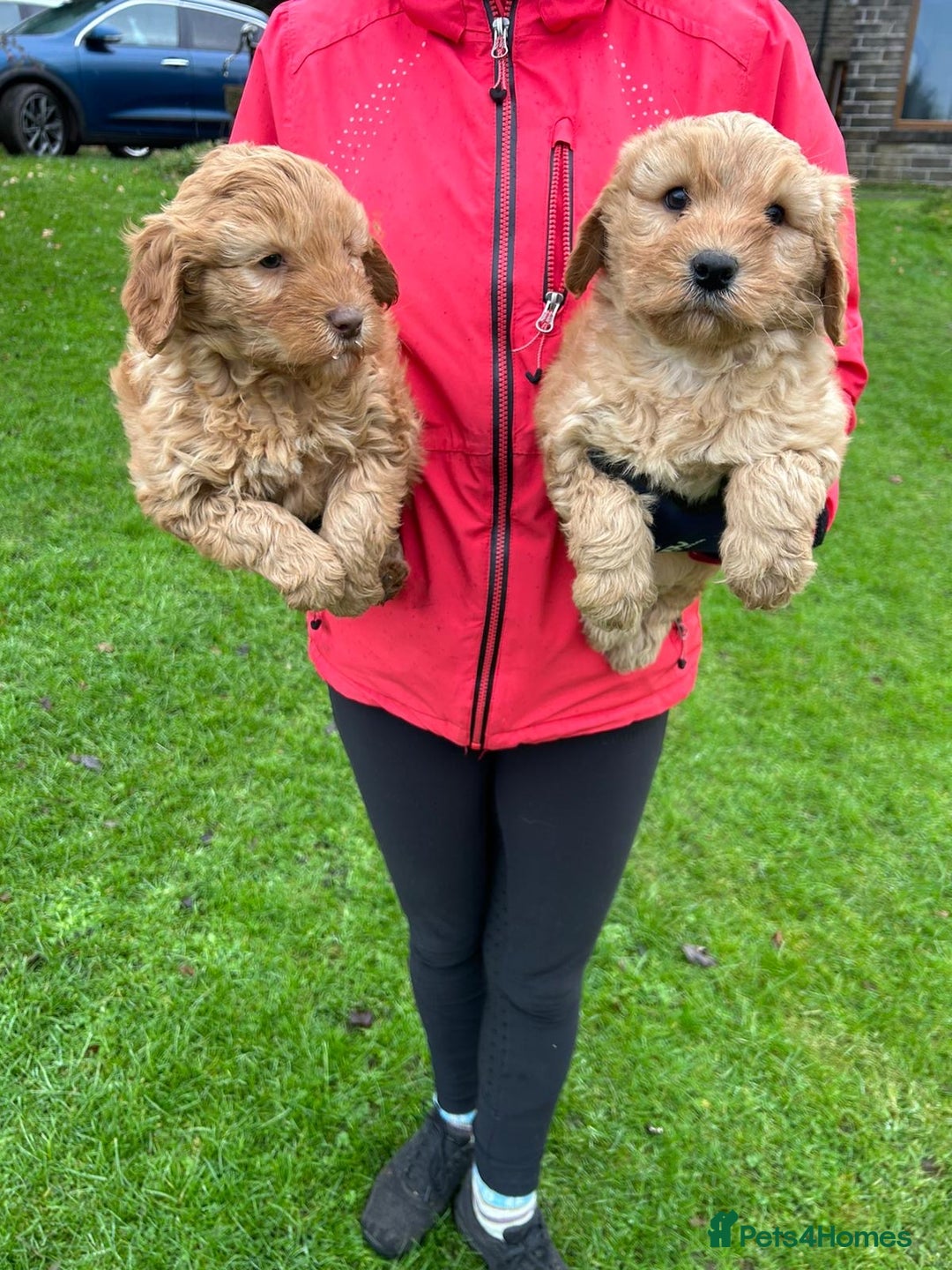 Goldendoodle dogs for sale: Two Stunning Healthy Girl Goldendoodle Puppies  - Advert 3