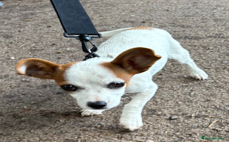 Chihuahua dogs - Advert 12