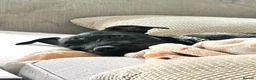 Patterdale Terrier dogs for sale: 1yr Old Male Patterdale  - Advert 6