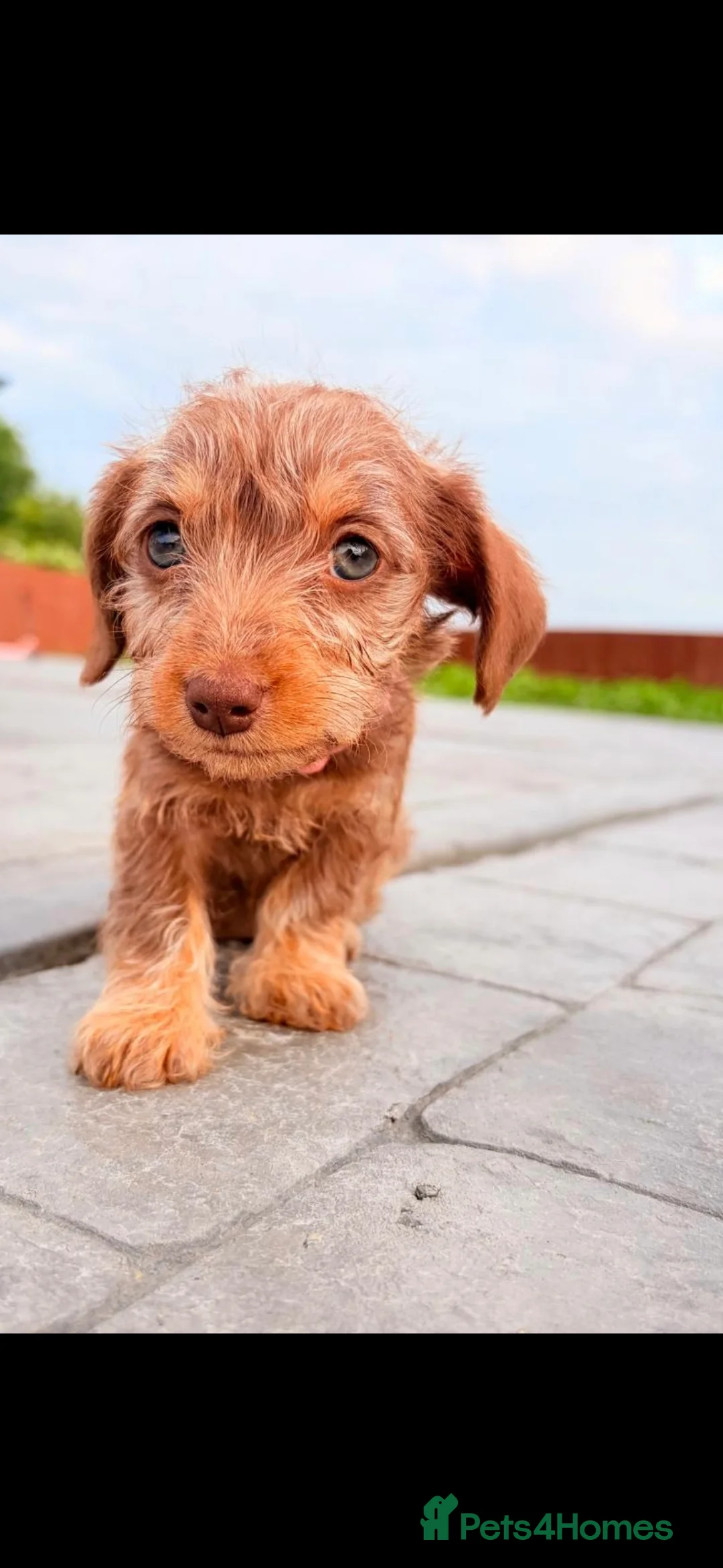 Miniature Dachshund dogs for sale: 1 boy 3 girls  - Advert 2