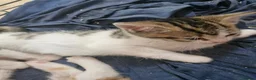 Mixed Breed cats for sale: Mixed breed kittens - Advert 10